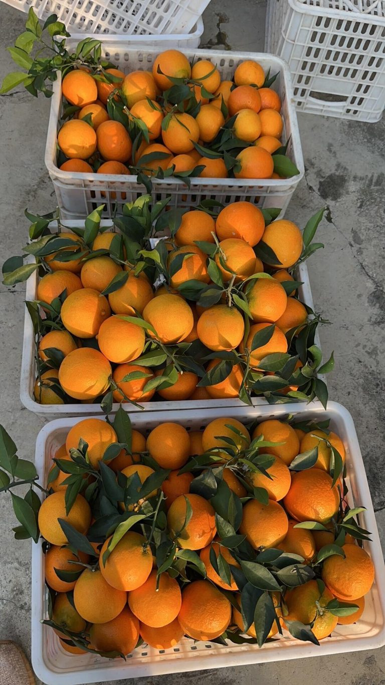 Manajemen kebun jeruk – Teknologi dan tradisi di Cina