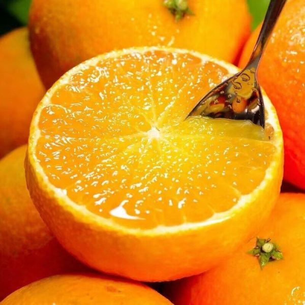 Jeruk ehime jelly（ehime 38） - Gambar 6