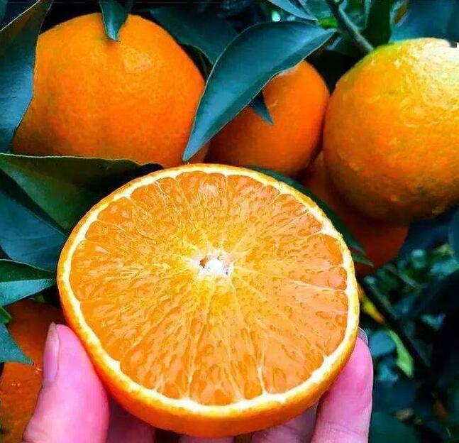 Alasan memilih Jeruk Ehime Cina untuk kebutuhan buah musim dingin