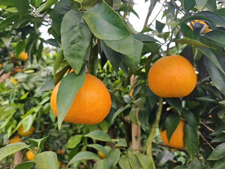 Manajemen kebun jeruk modern: tradisi bertemu teknologi