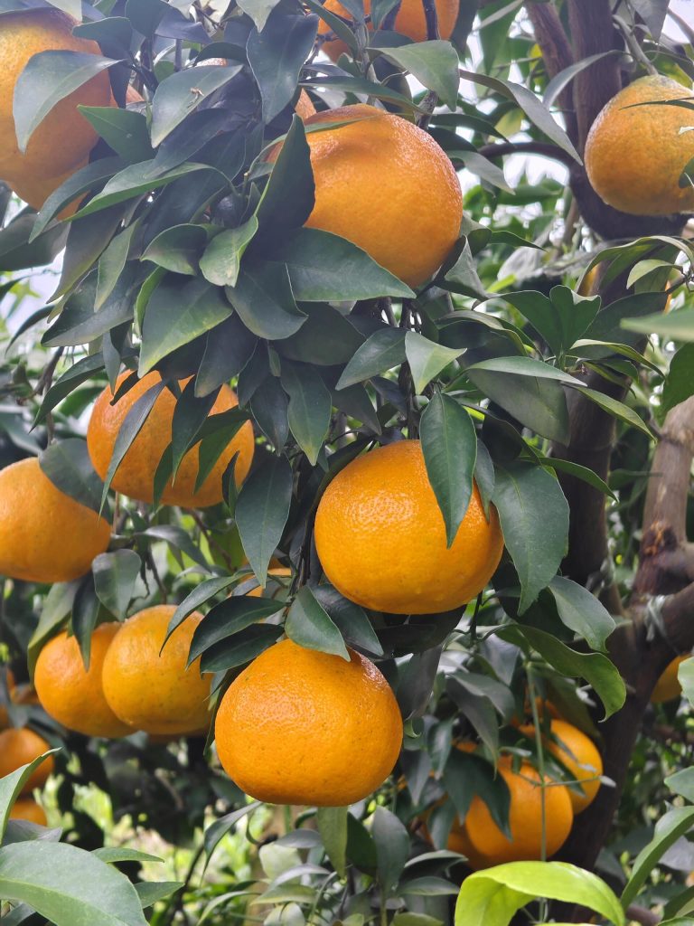 Manajemen kebun jeruk modern: kombinasi teknologi dan tradisi Tiongkok