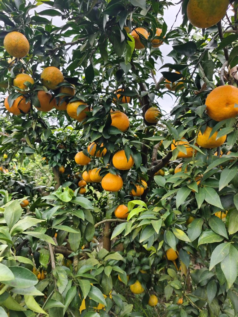 Ekspor Jeruk Tiongkok – Suplai Global Langsung dari Kebun
