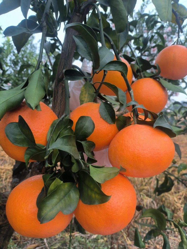 Beli Jeruk Ehime Jelly Obral – Suplai Citrus Musim Panen Akhir