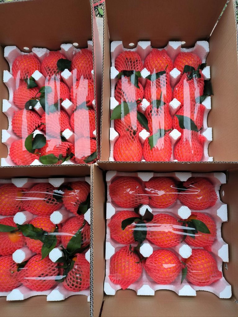 Jeruk Ehime Jelly Jepang: tekstur unik untuk pasar premium