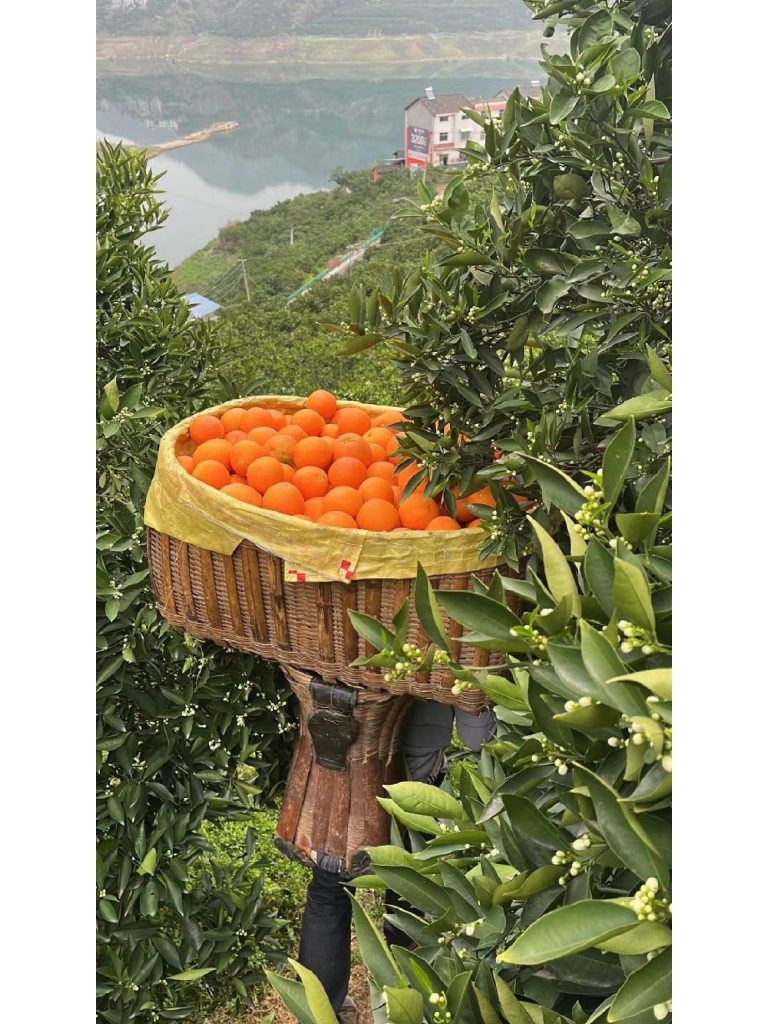 Distributor Jeruk Ehime Jelly – Menjamin kesegaran dari kebun ke pasar