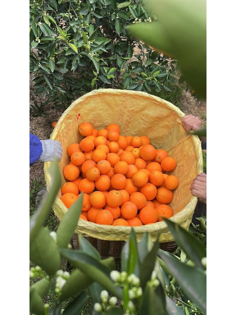 Jeruk Ehime Jelly (Ehime 38) – Buah premium Jepang populer di pasar global