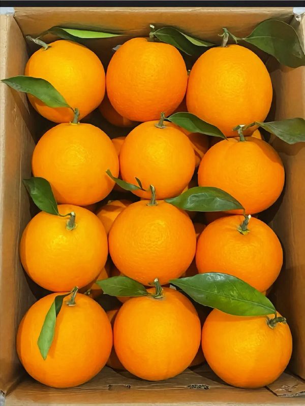 Jeruk ehime jelly（ehime 38） - Gambar 3