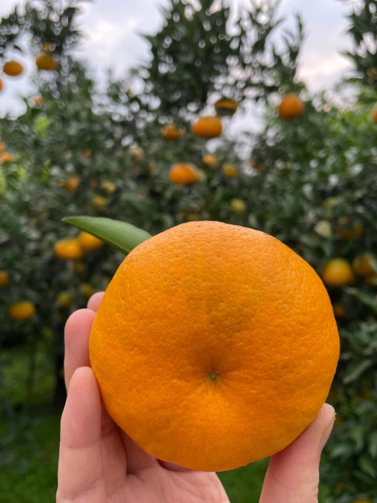 Eksportir jeruk mandarin Papagan – Kualitas tinggi langsung dari kebun
