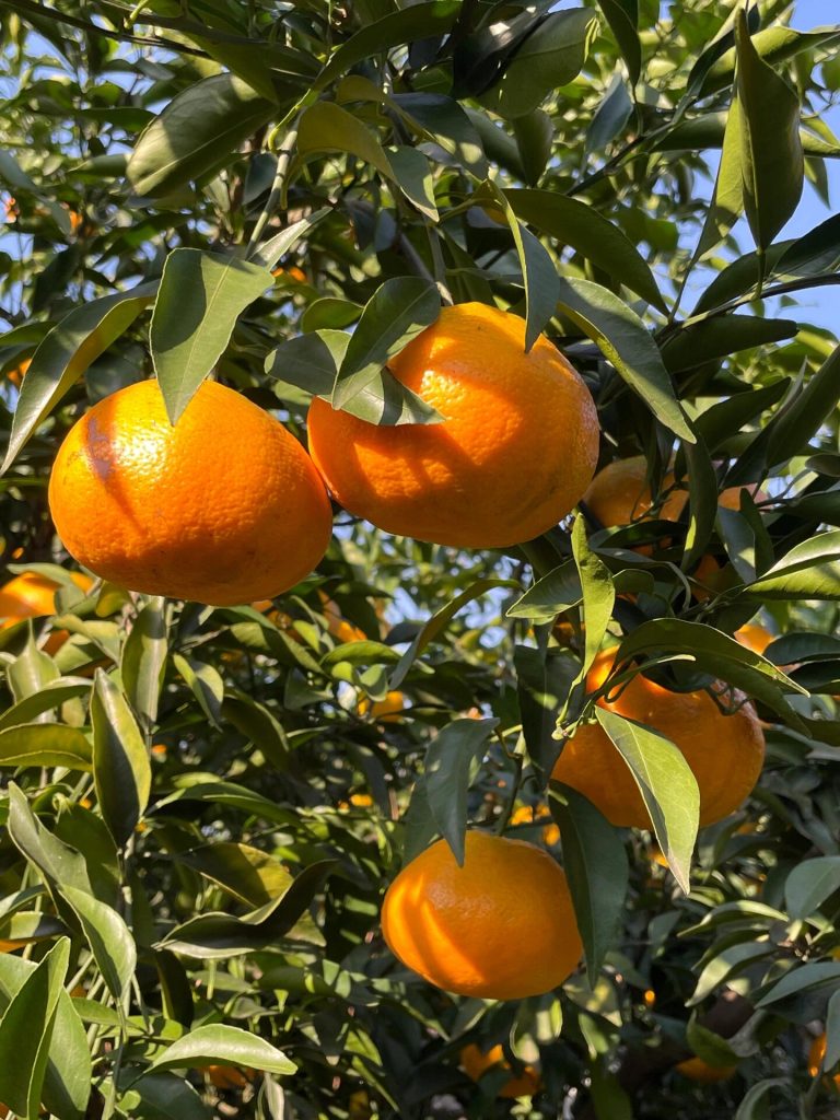 Ekspor jeruk Papagan Cina: buah musiman untuk pasar Asia Tenggara