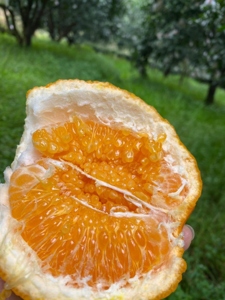 Jeruk mandarin Chun Jian segar dengan harga kompetitif