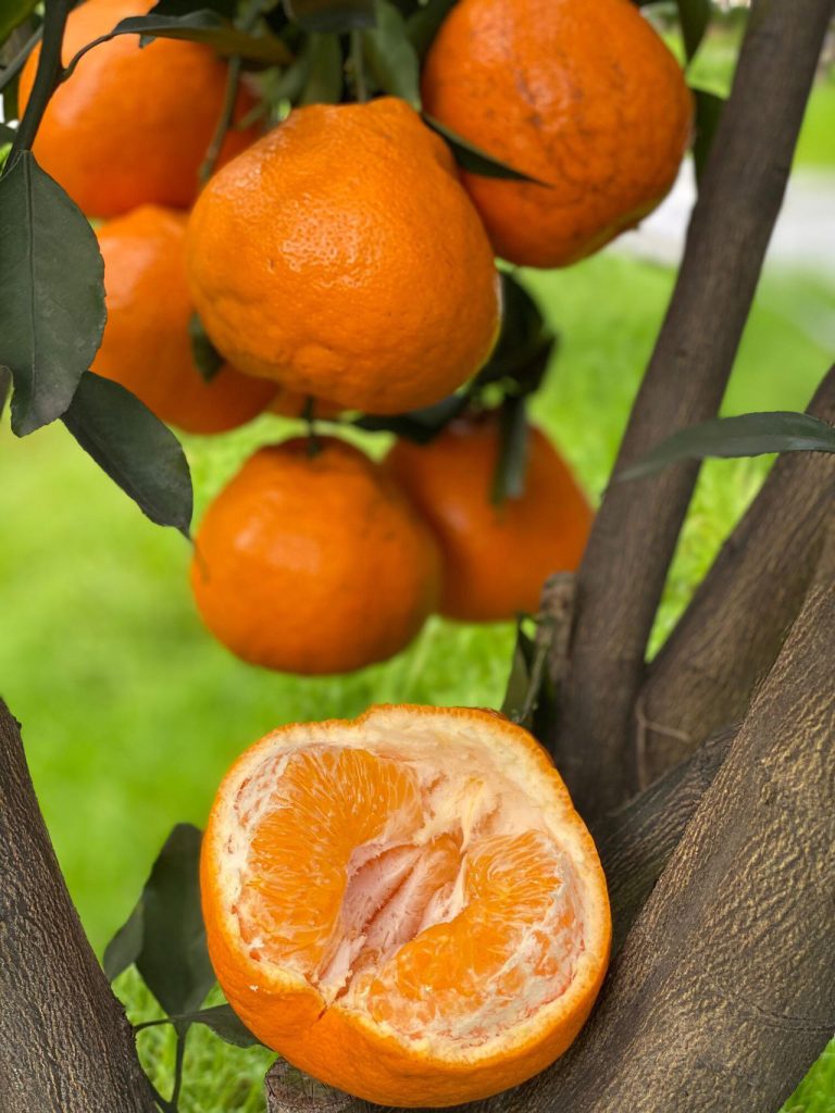 Distributor Jeruk Papagan – Grosir Citrus Tiongkok Harga Kompetitif