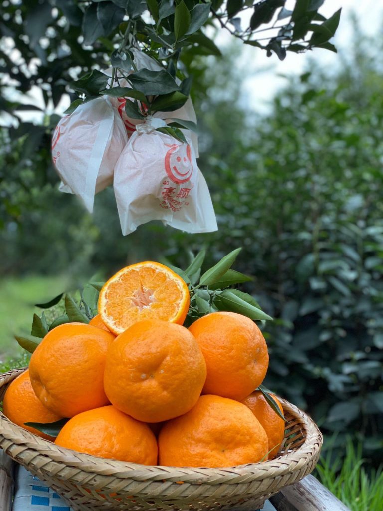 Jeruk Papagan musim baru – kulit tipis, rasa manis alami