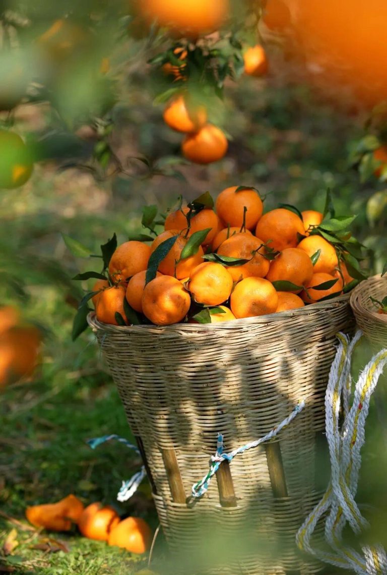 Pemasok Jeruk Chunjian – Grosir buah segar ke Asia Tenggara