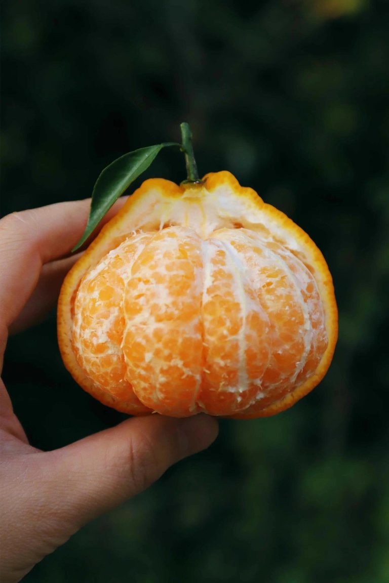 Jeruk Chunjian Papagan: pemasok jeruk musim dingin untuk pasar Indonesia