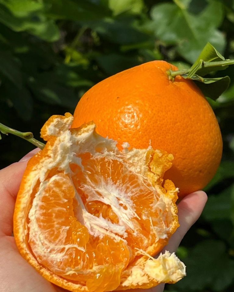 Pasokan besar Jeruk Chunjian untuk supermarket dan grosir