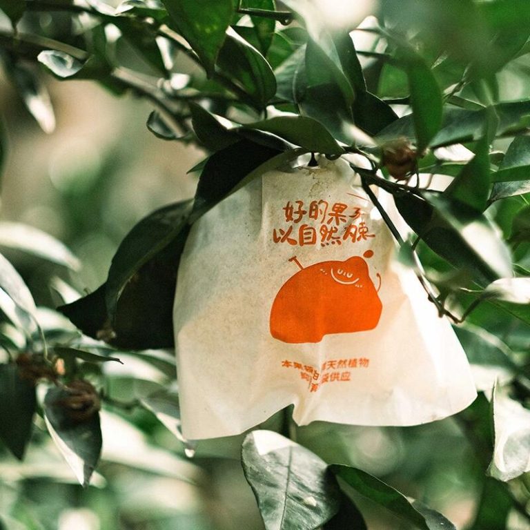 Jeruk Chunjian Mandarin: buah musim dingin dengan rasa manis alami