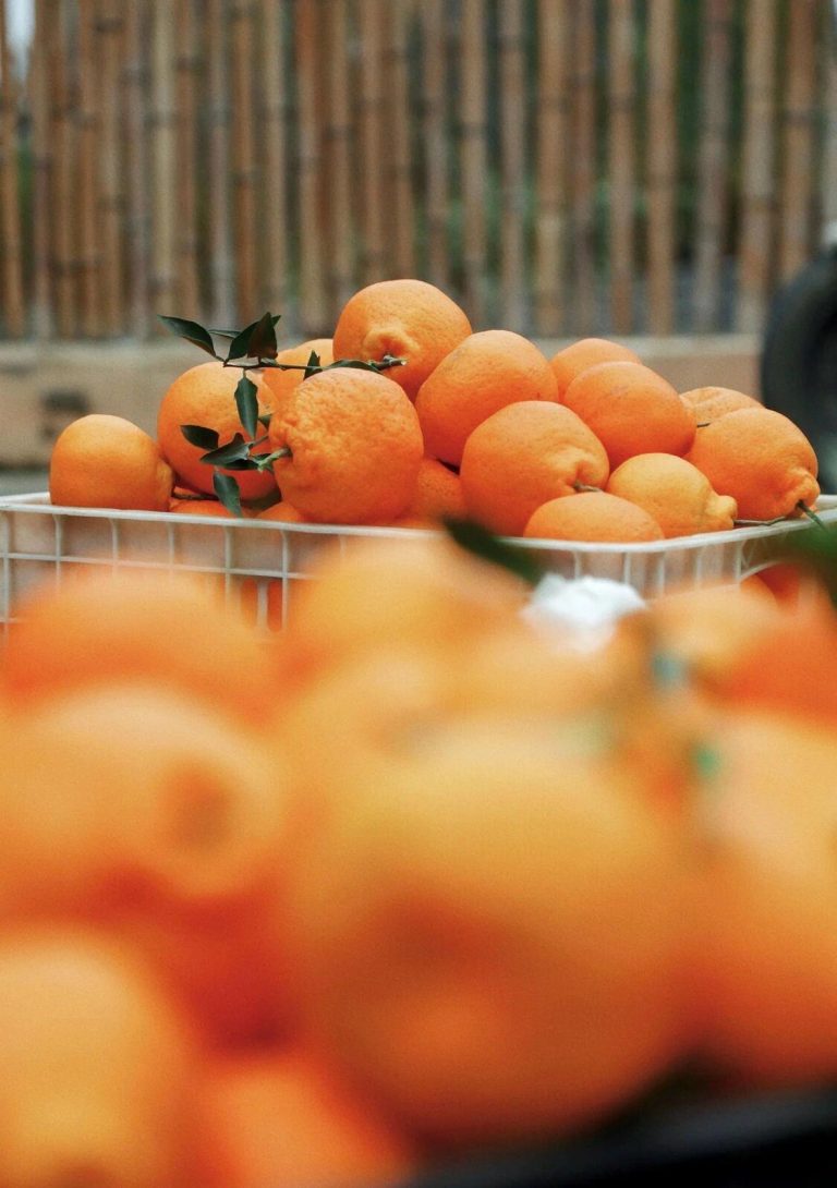 Jeruk Papagan Cina – buah musim dingin populer untuk konsumen global