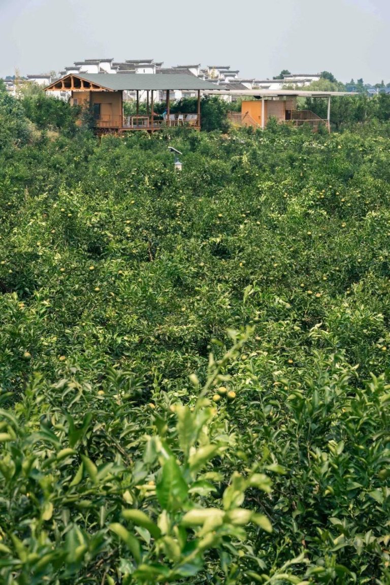 Harga grosir Jeruk Chunjian: pasokan buah premium untuk distributor