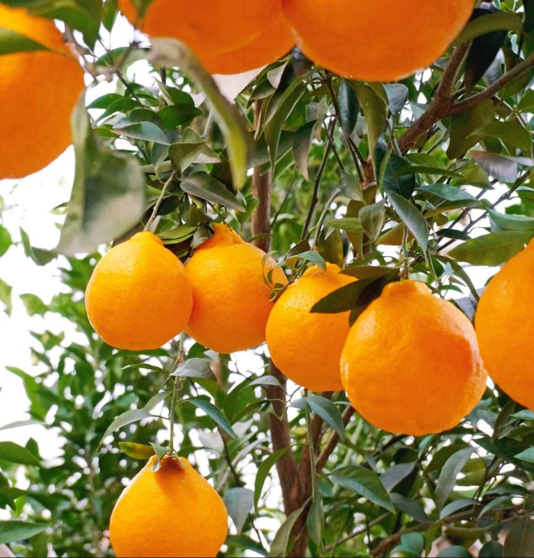 Jeruk Mandarin Papagan manis segar: pilihan tepat untuk pasar Indonesia