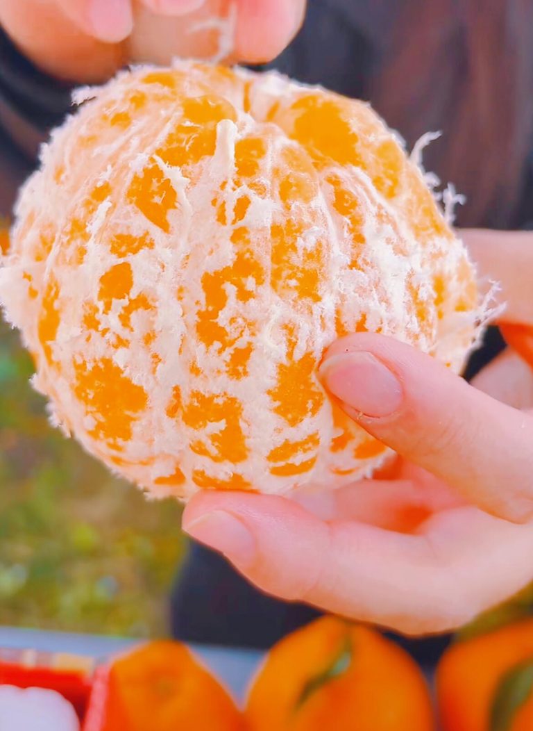 Harga jeruk Chun Jian 2025 – tren ekspor jeruk mandarin Cina