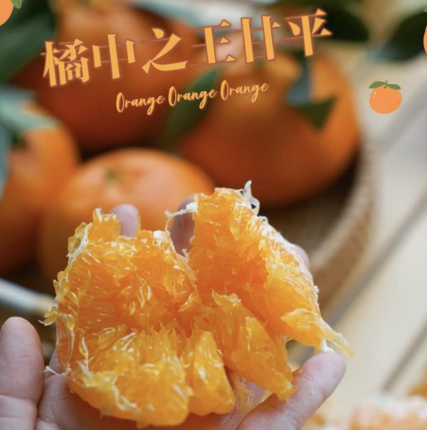 Jeruk ganping citrus（kanpei) - Gambar 4