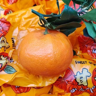 Jeruk ganping citrus（kanpei)