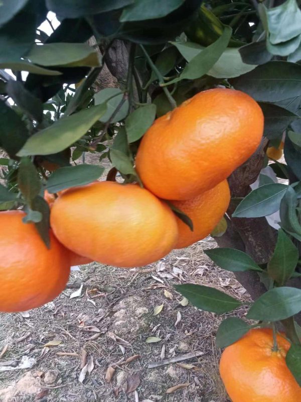 Jeruk ganping citrus（kanpei) - Gambar 5