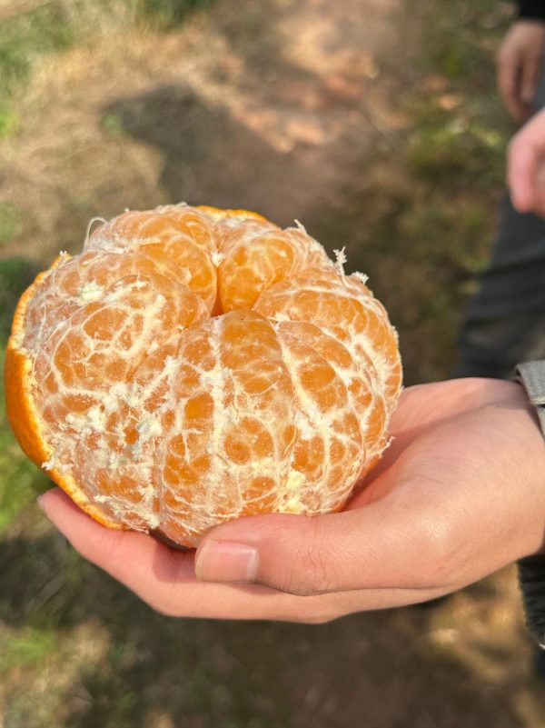 Jeruk ganping citrus（kanpei) - Gambar 6