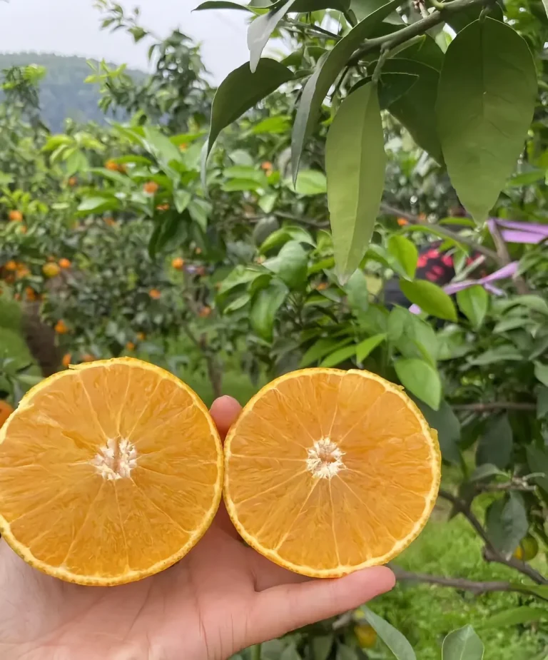Supplier Jeruk Ehime Jelly – Pasokan untuk Pasar Asia dan Eropa