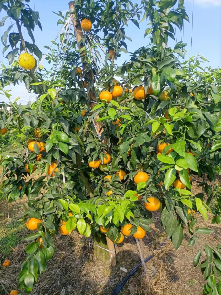 Jeruk Ehime Jelly (Ehime 38) – Jeruk premium manis dari kebun Cina